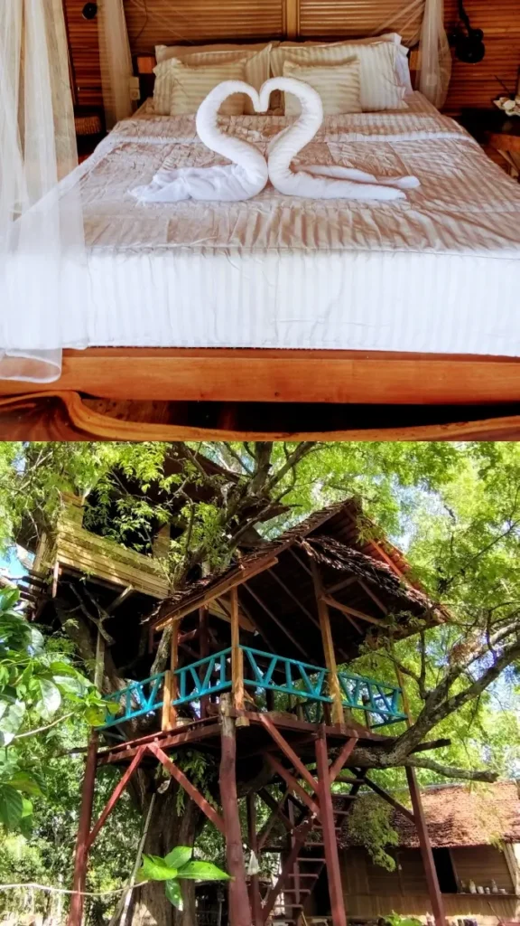 treehouse accommodation hostel central sulawesi