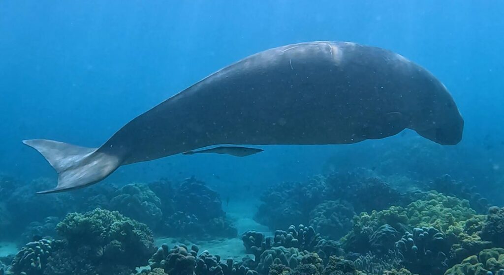 Dugong Cruising the reef Dugongs of Donggala