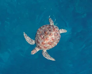 Turtle from above in Central Sulawesi