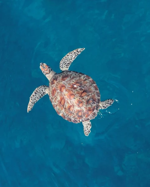 snorkeling and paddleboarding in indonesia
